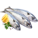 Mackerel Fish ( Titus 300-500 )
