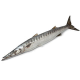 Whole Barracuda Fish