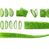 Aloe Vera Leaf from Everfresh, your African supermarket in Milton Keynes