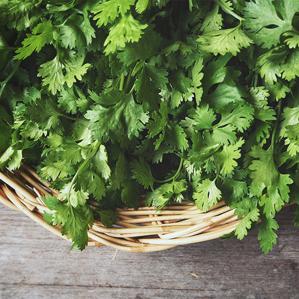 Coriander from Everfresh, your African supermarket in Milton Keynes