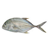 Jack Trevally Fish
