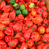 Hot Pepper / Scotch Bonnet from Everfresh, your African supermarket in Milton Keynes