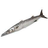 Whole Barracuda Fish from Everfresh, your African supermarket in Milton Keynes